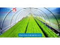 greenhouse-covering-film-small-0