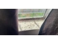 bay-area-bed-bug-small-3
