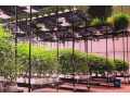 growing-hydroponic-marijuana-small-0