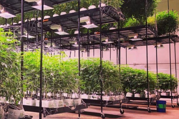 growing-hydroponic-marijuana-big-0